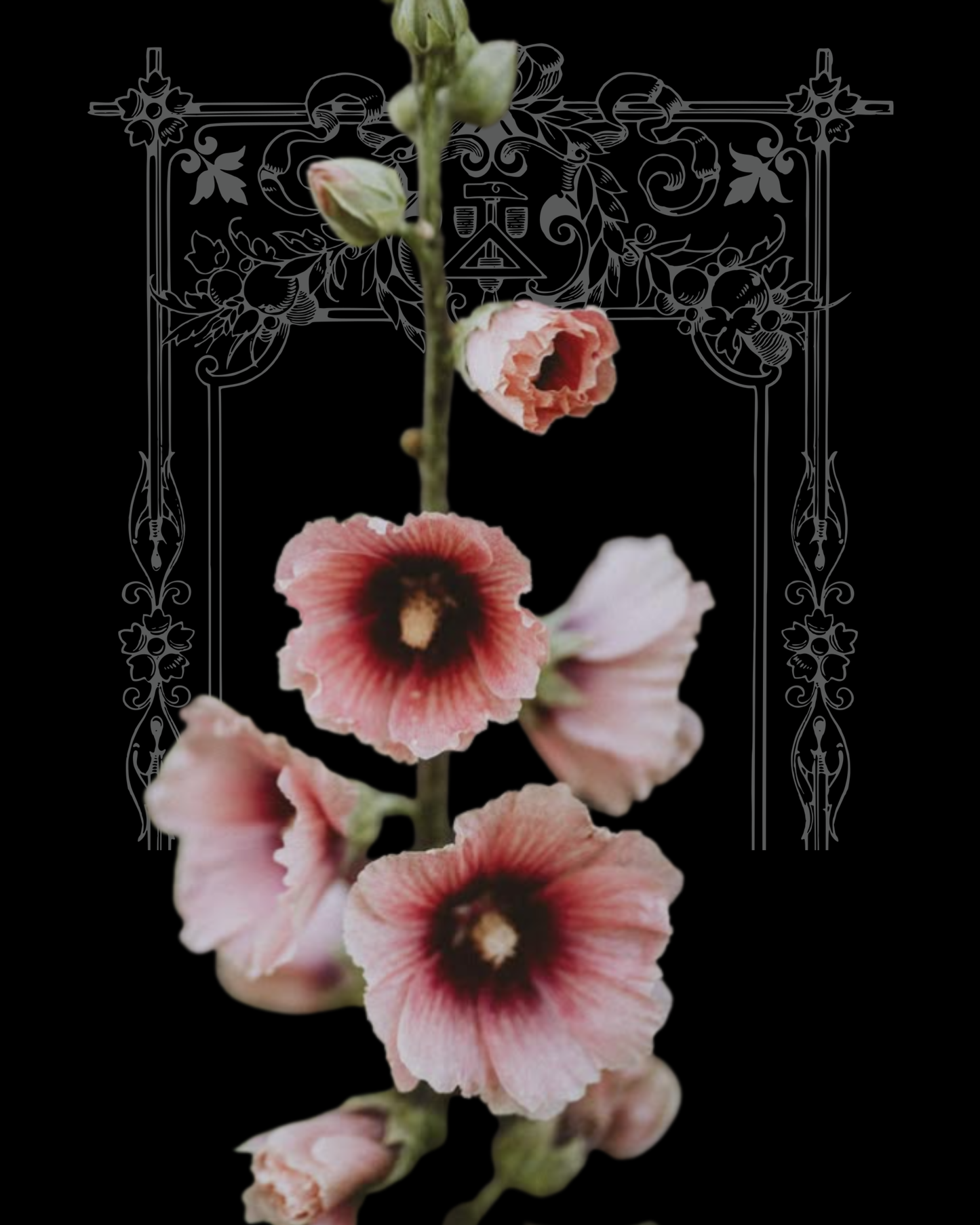 Halo Apricot Hollyhock Seeds