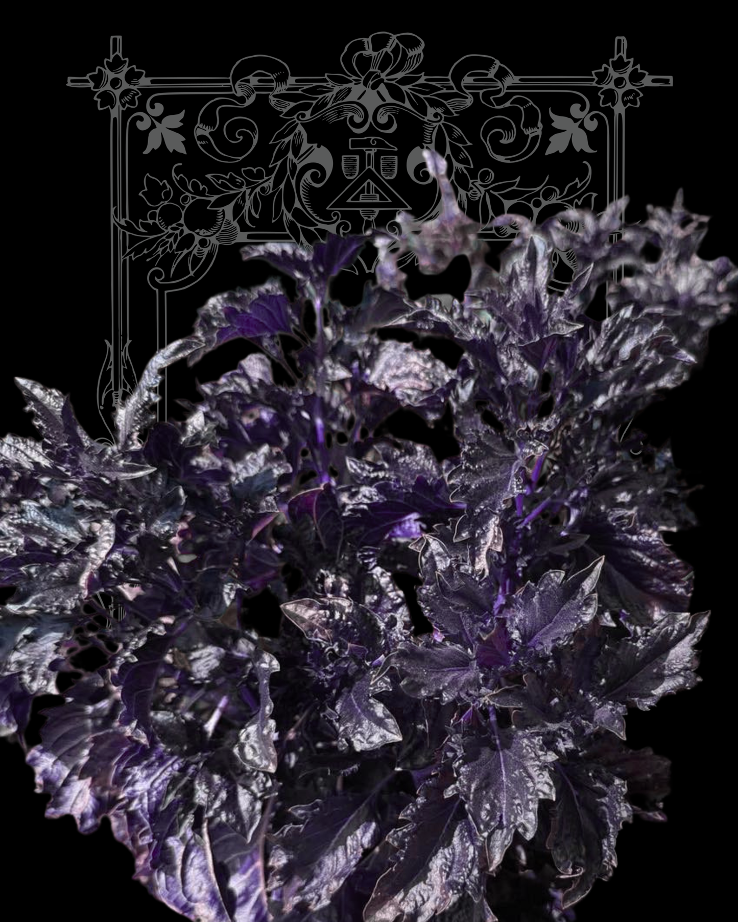 Purple Ruffles Basil Seeds