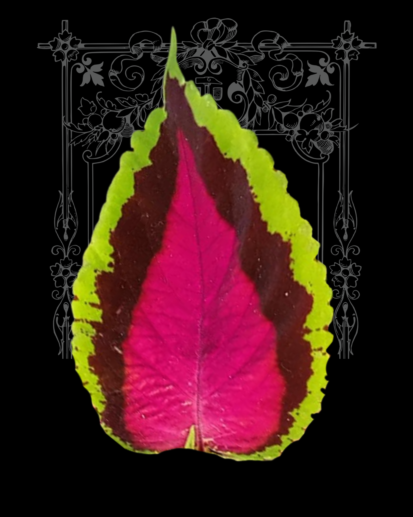 Chocolate Covered Cherry Coleus Seeds PS