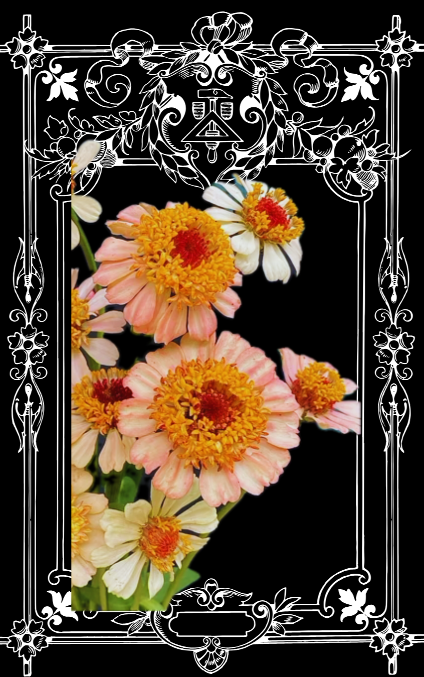 Zinderella Peach Zinnia Seeds