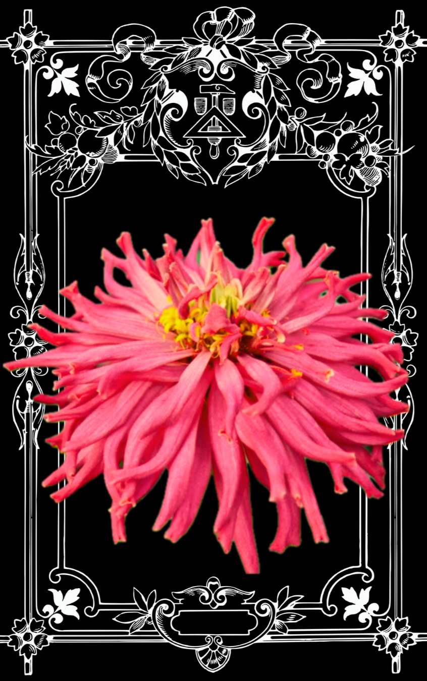 Cactus Mix Zinnia Seeds