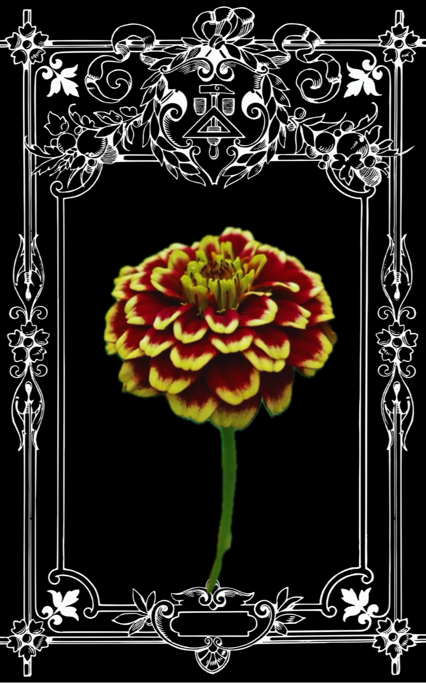 Persian Carpet Zinnia Seeds
