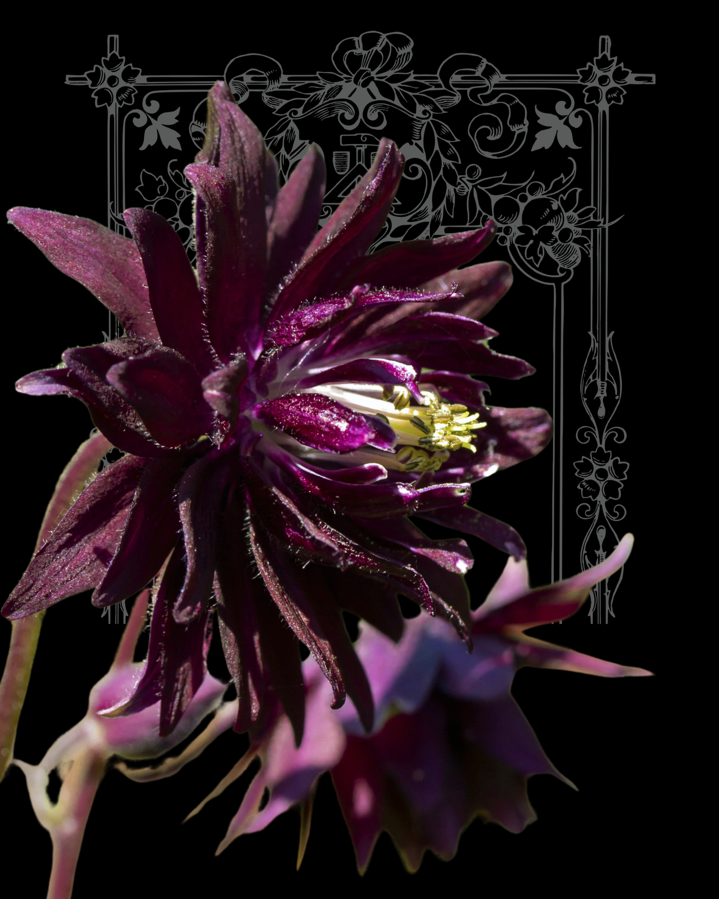 Barlow Black Columbine Seeds