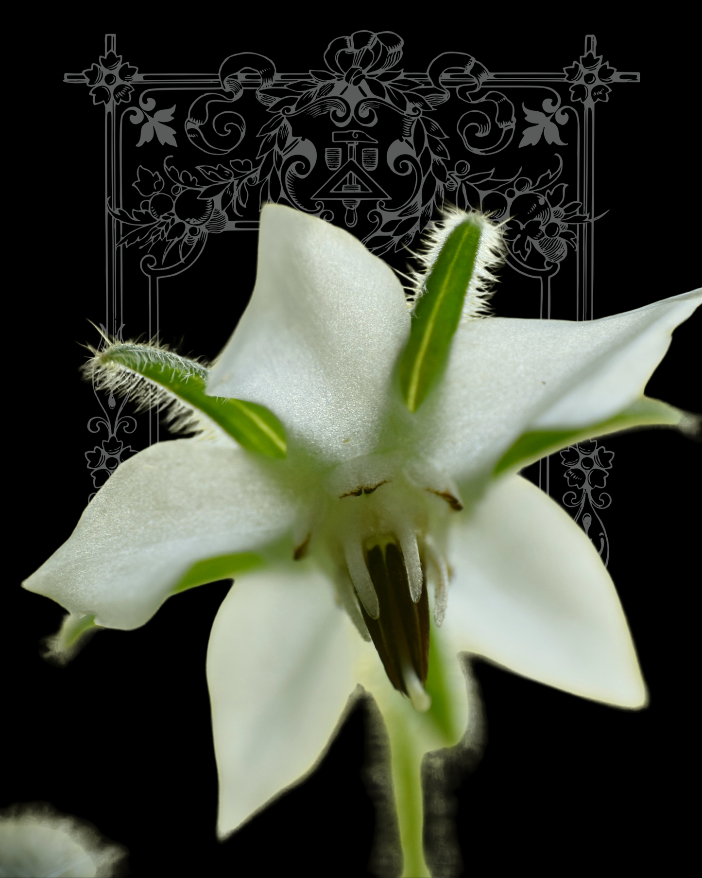 Alba Borage Seeds