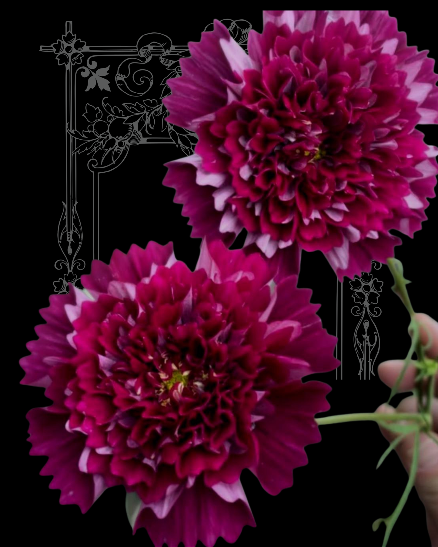 Double Click Cranberries Cosmo Seeds