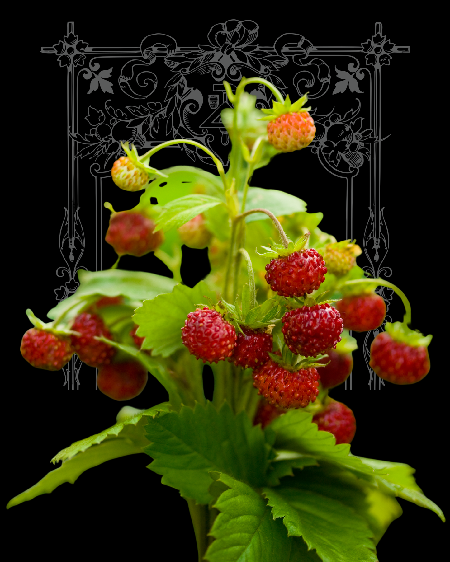 Mignonette Woodland Strawberry Seeds