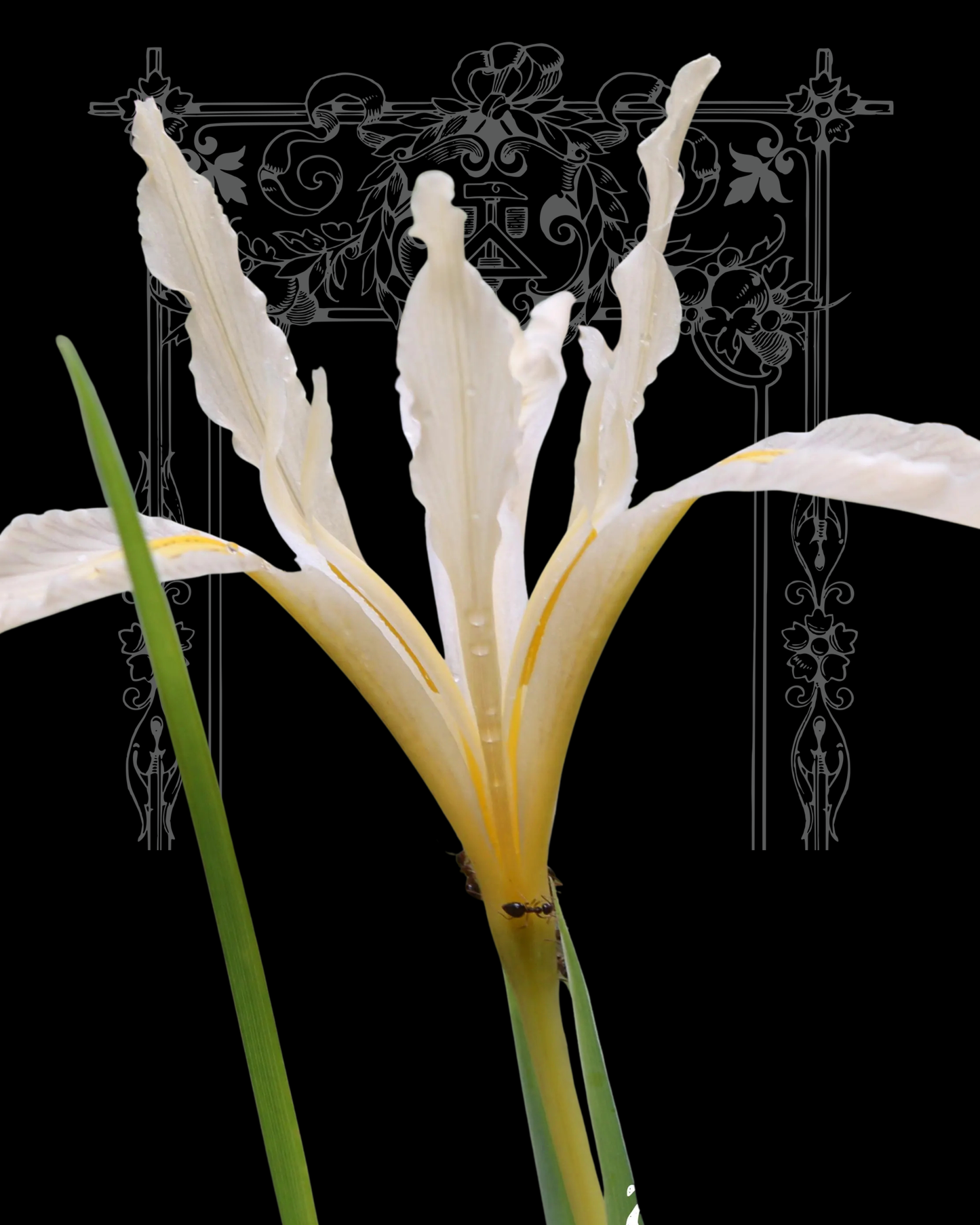 Bowltube Iris Seeds