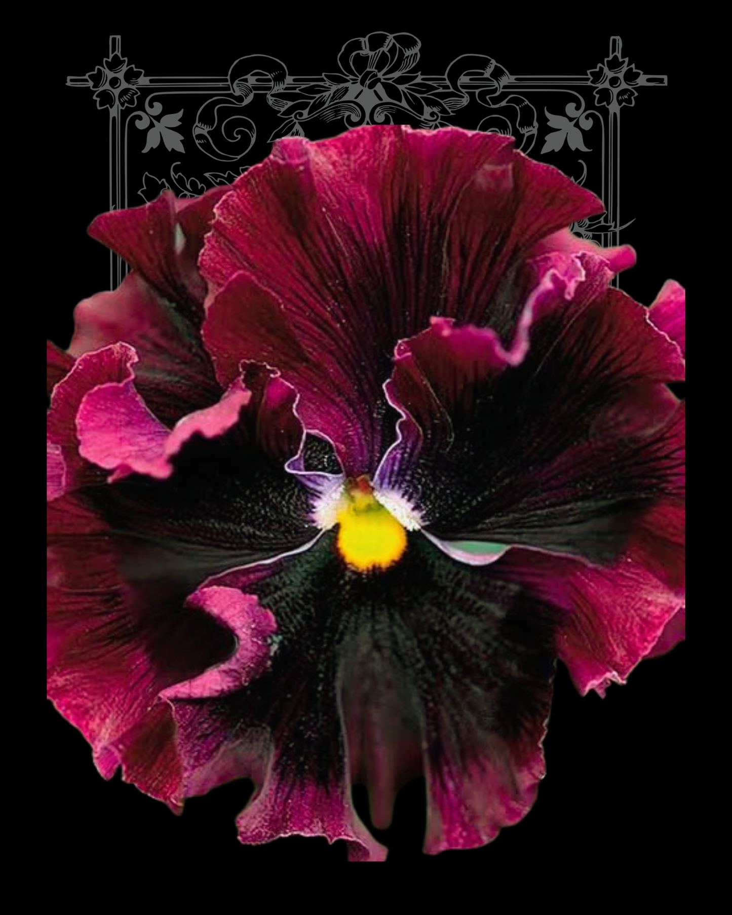 Frizzle Sizzle Burgundy Pansy Seeds