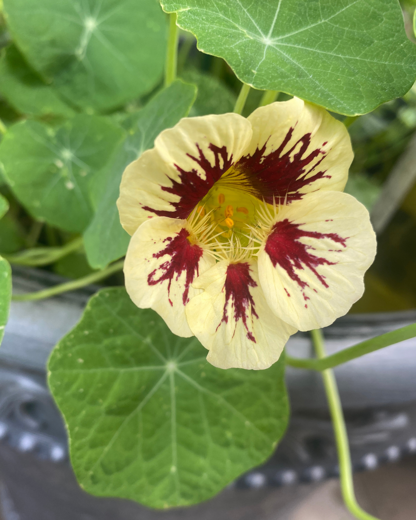 Bloody Mary Nasturtium Seeds