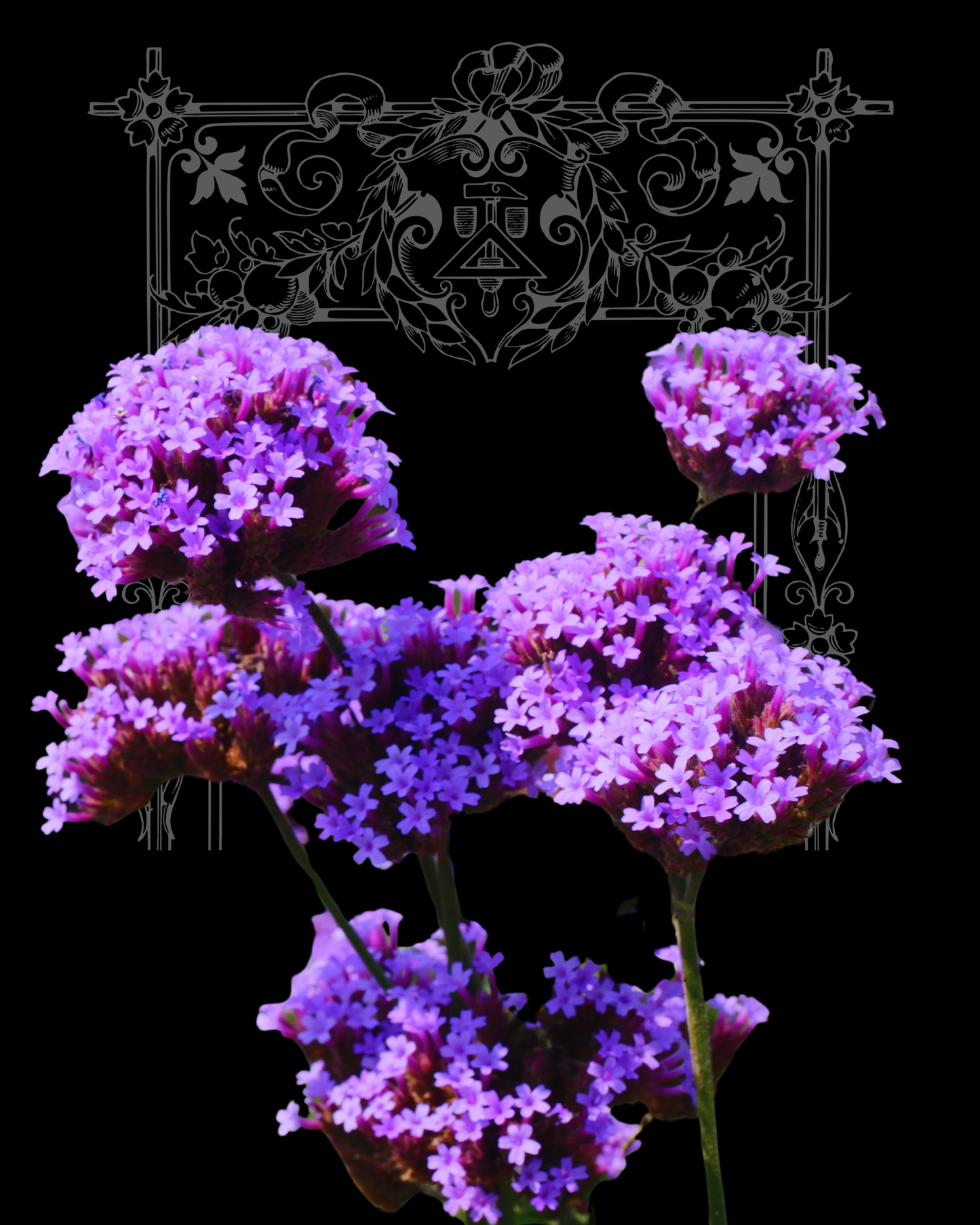 500+ Verbena Bonariensis 'Purpletop Vervain" Seeds
