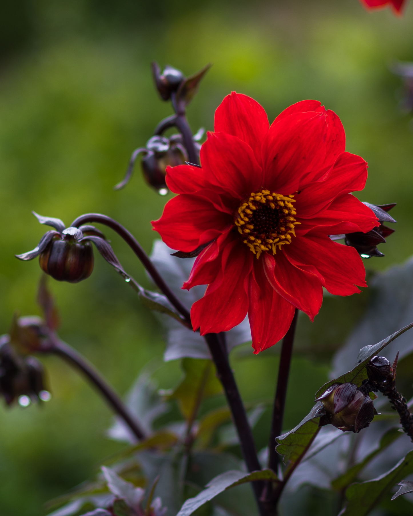 Bishops Children Dahlia