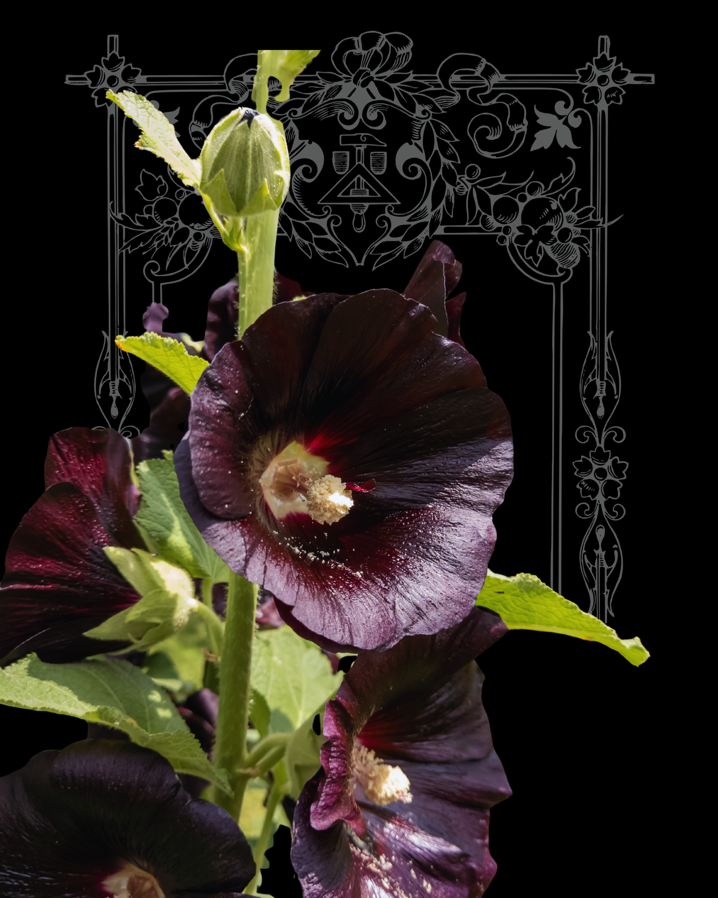 Nigra Hollyhock
