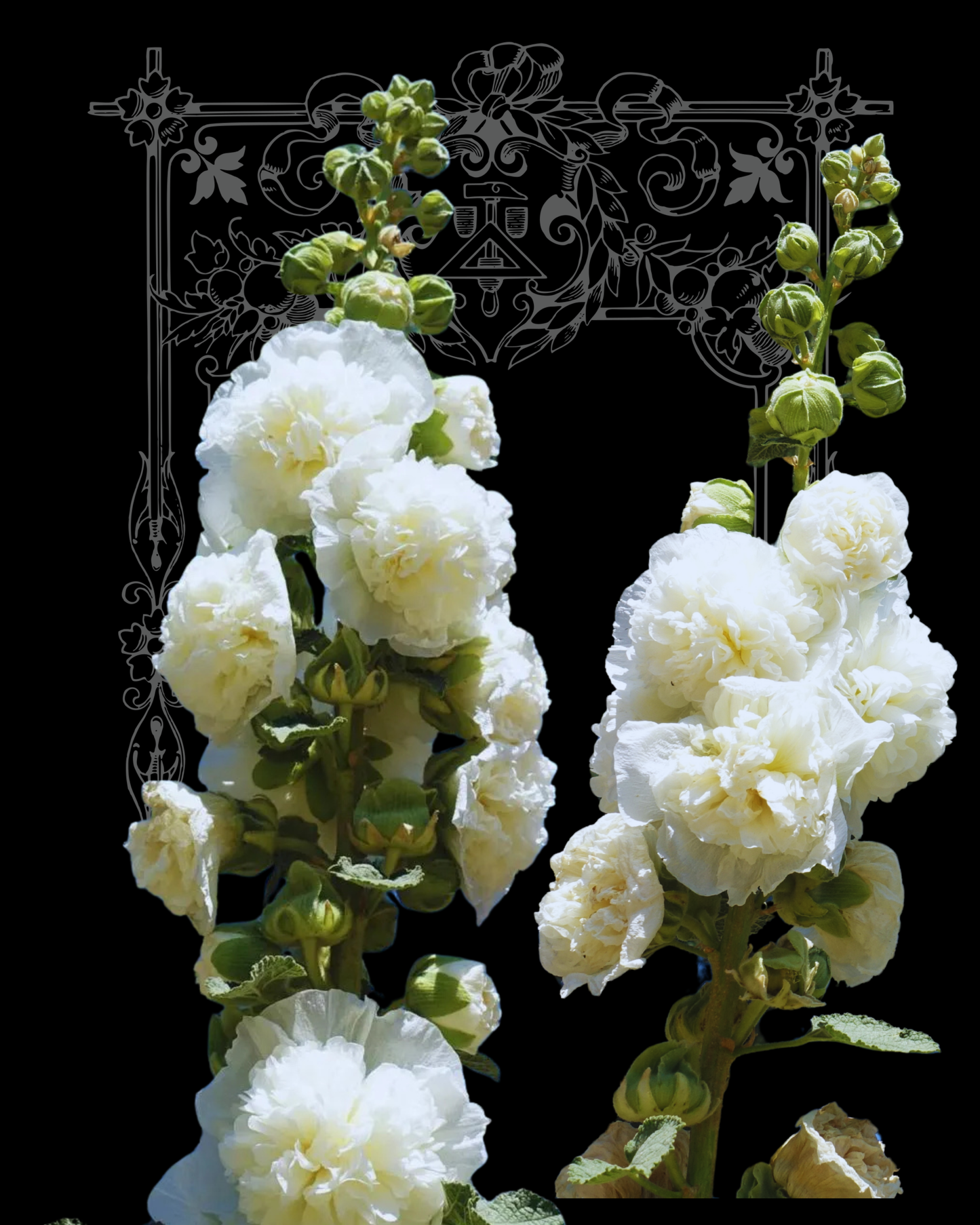 Charter's Double White Hollyhock