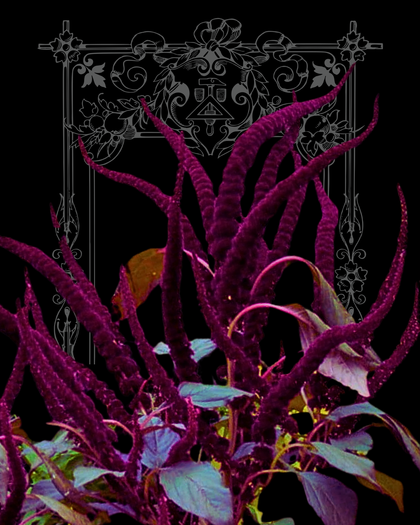 Amaranth 'Oeschberg' Seeds