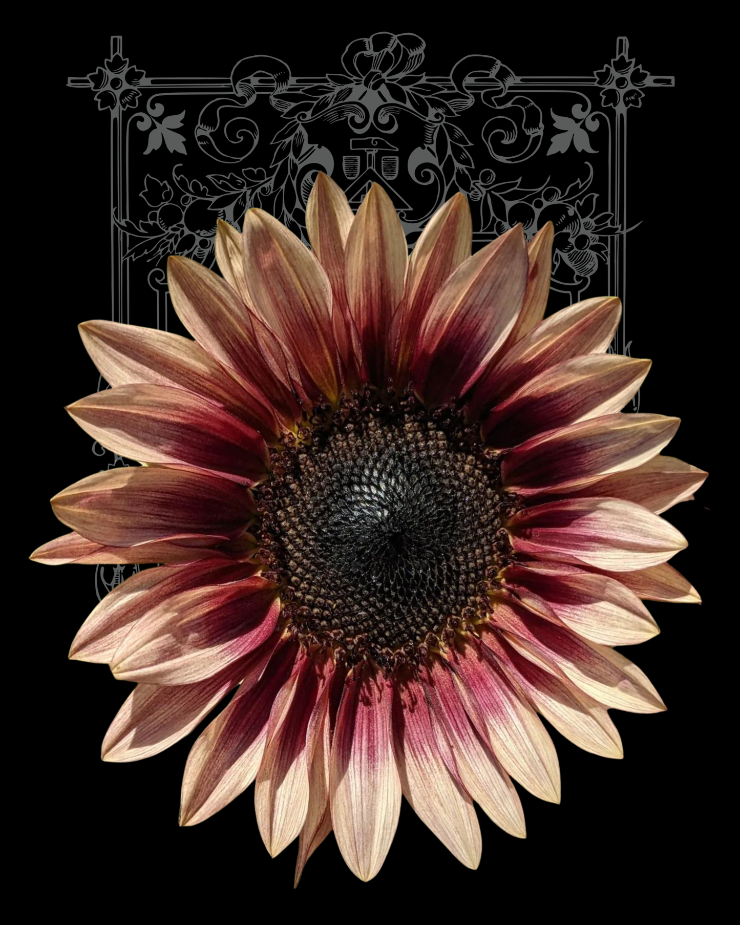 Plum Sunflower (ProCut) Seeds