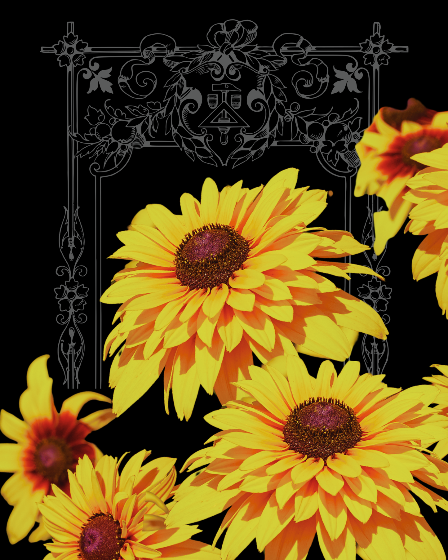 Goldilocks Rudbeckia Seeds