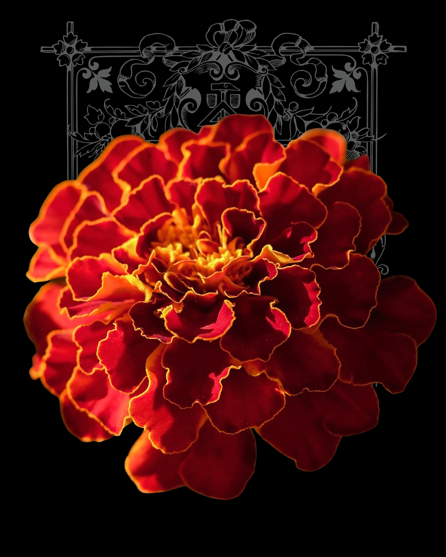 Red Cherry French Marigold Seeds