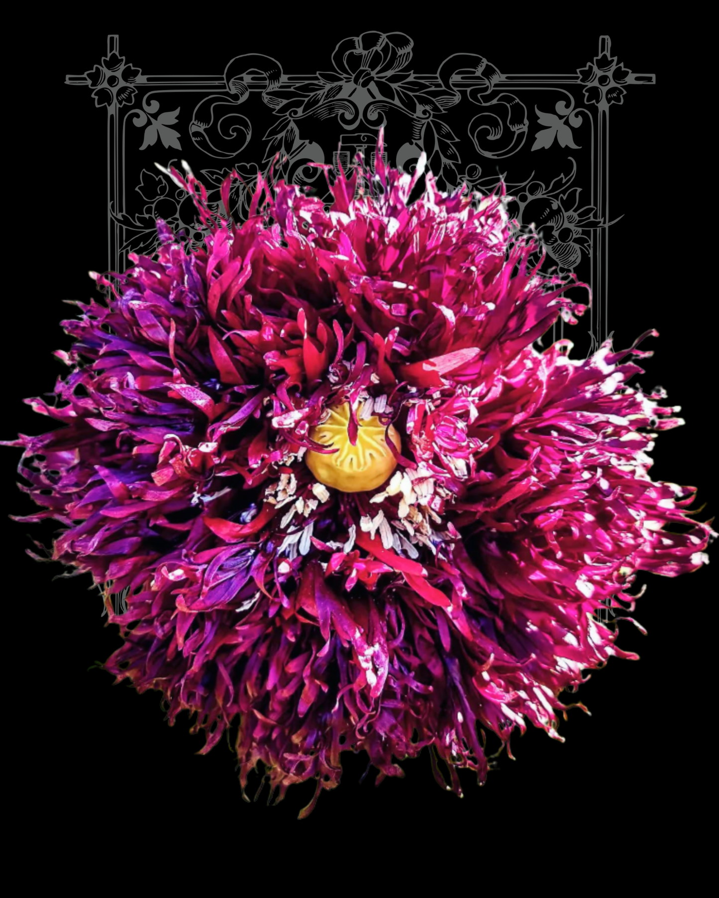 Black Swan Poppy Seeds