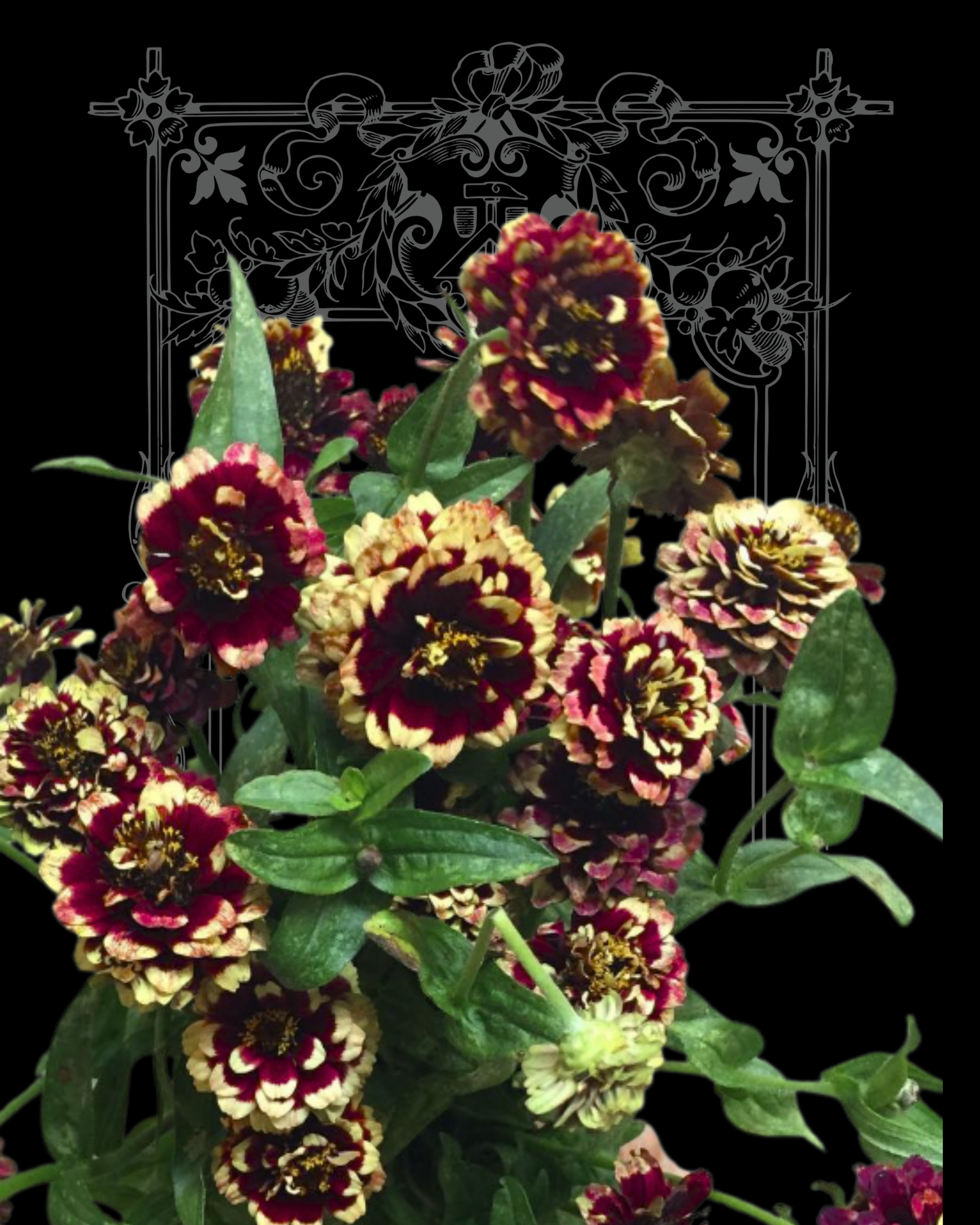 Aztec Burgundy Bicolor Zinnia Seeds