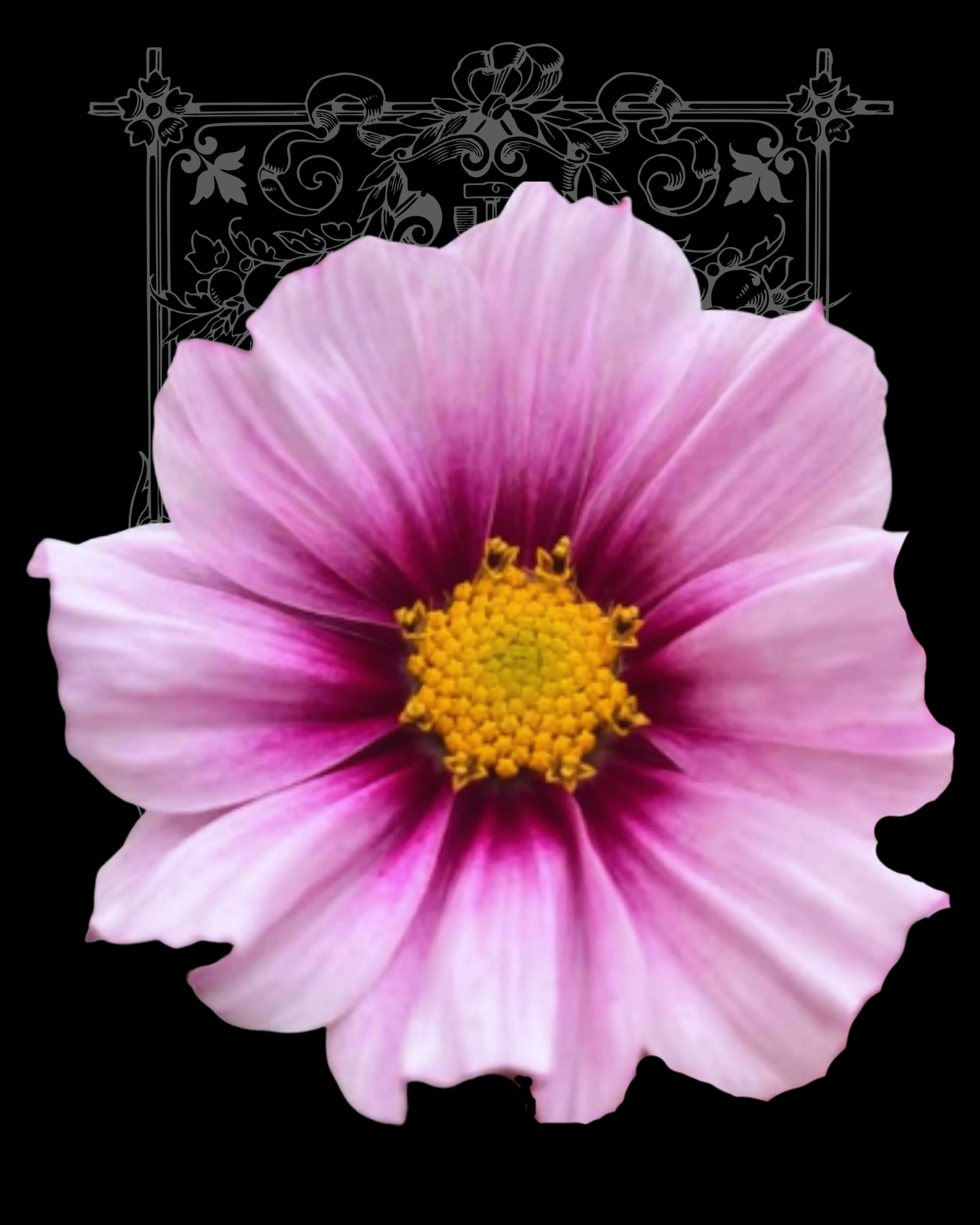 Daydream Cosmo Seeds