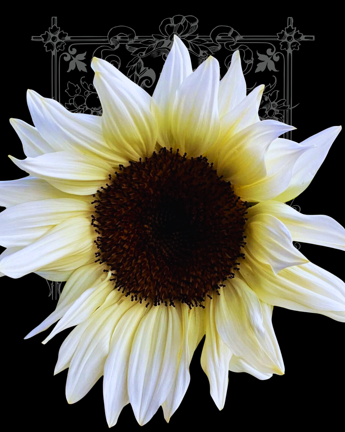 White Nite Procut Sunflower Seeds