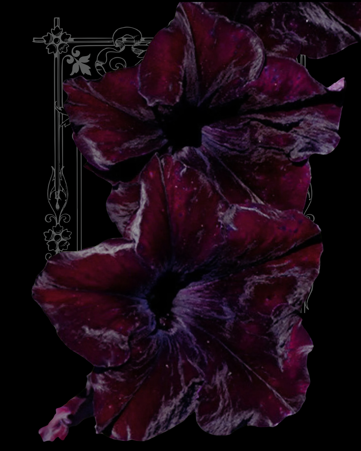Sophisticated Black Petunia Seeds