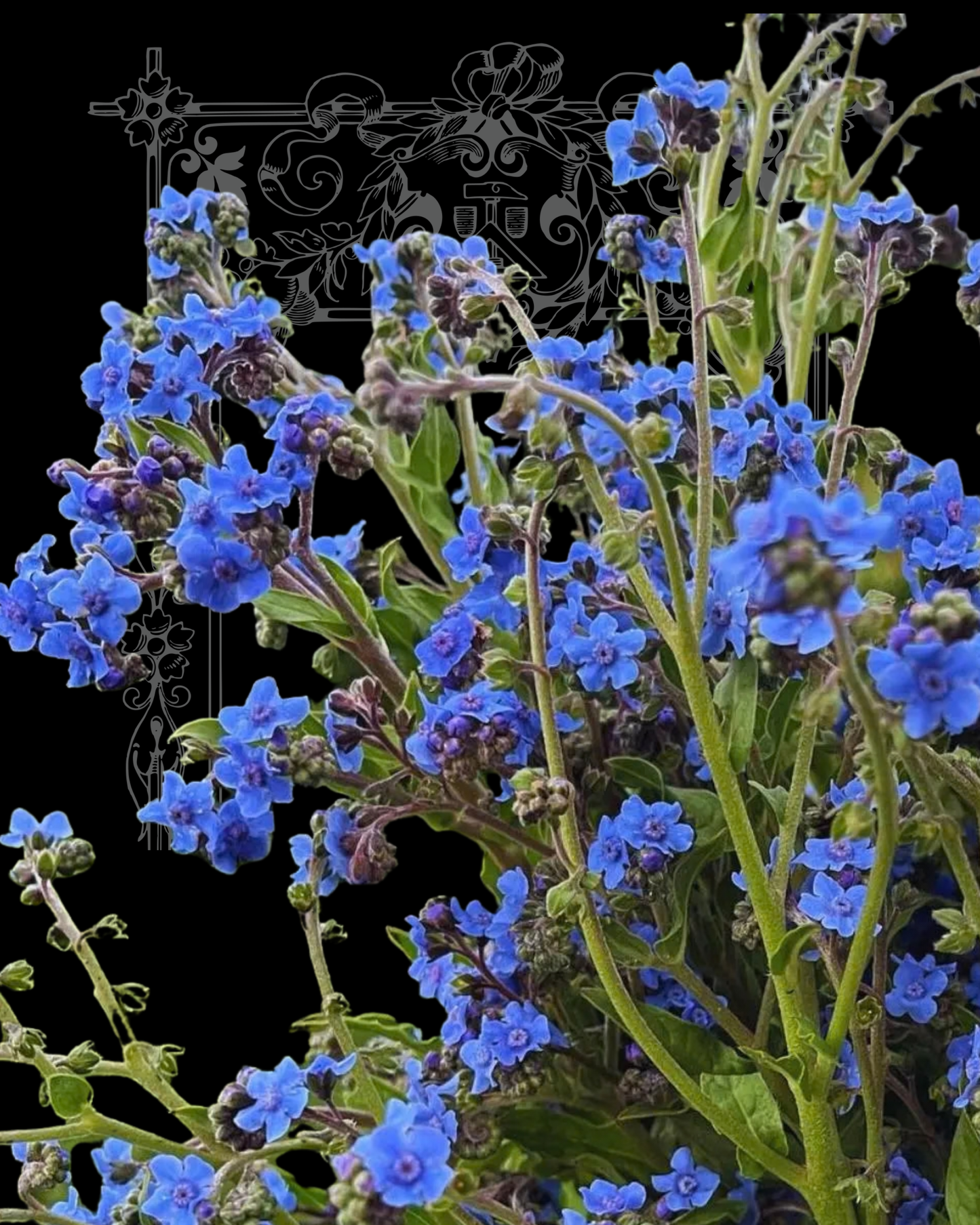 Chinese Forget-Me-Not Seeds