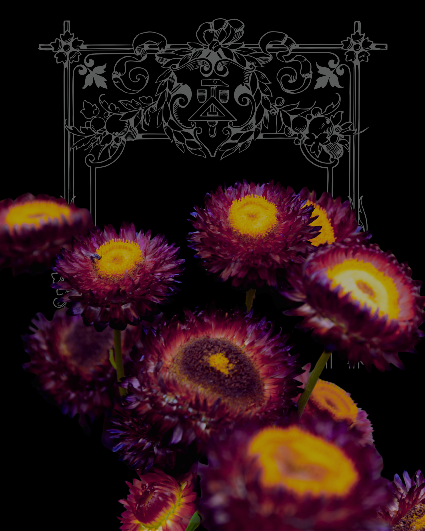 Cranberry Rose Strawflower Seeds