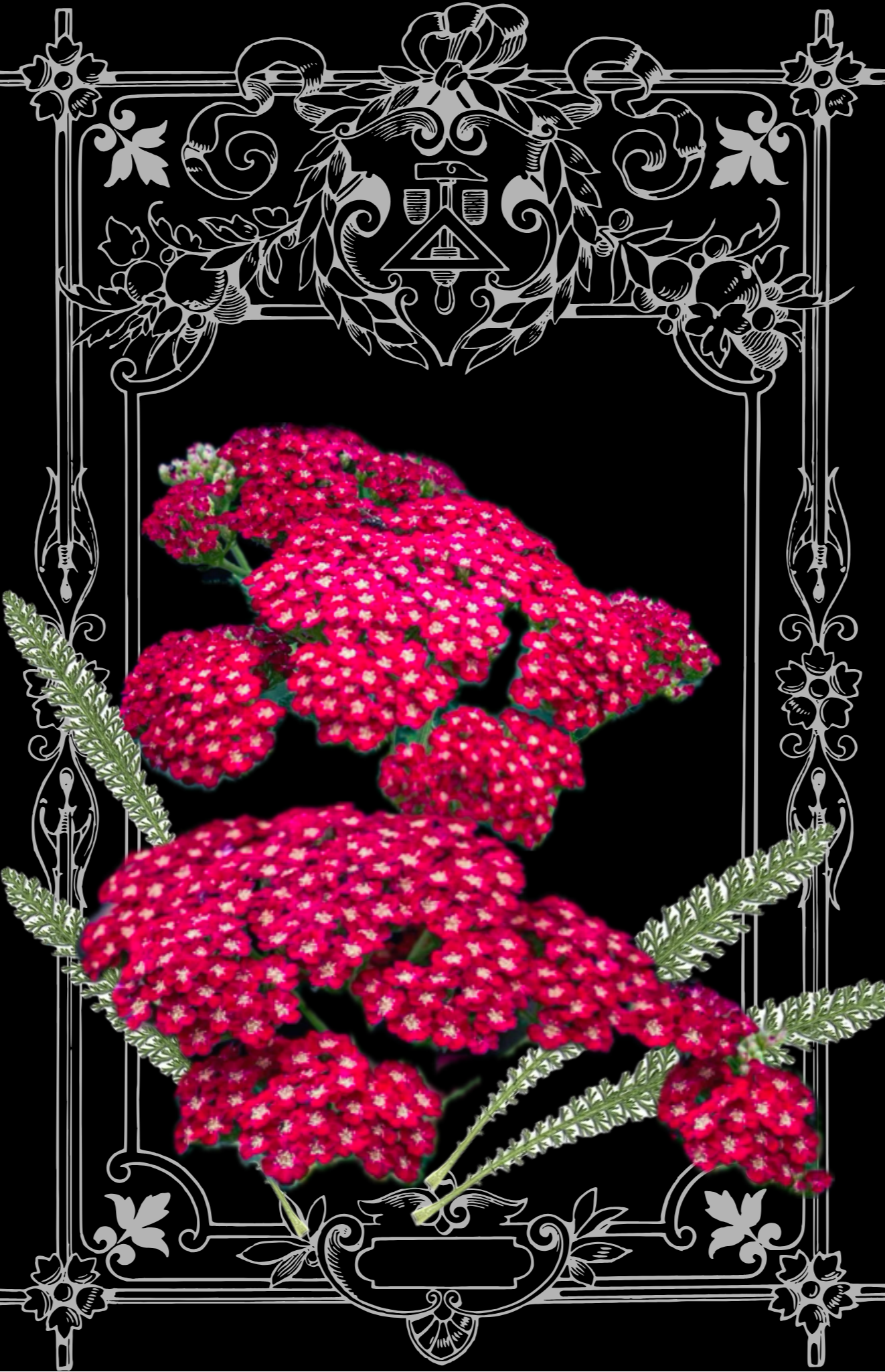 Ruby Yarrow Seeds