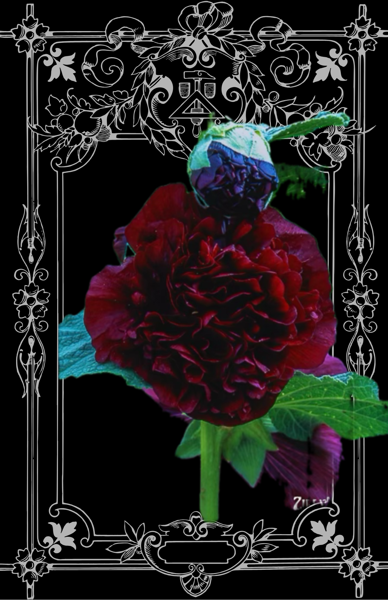 Charters Double Maroon Hollyhock Seeds