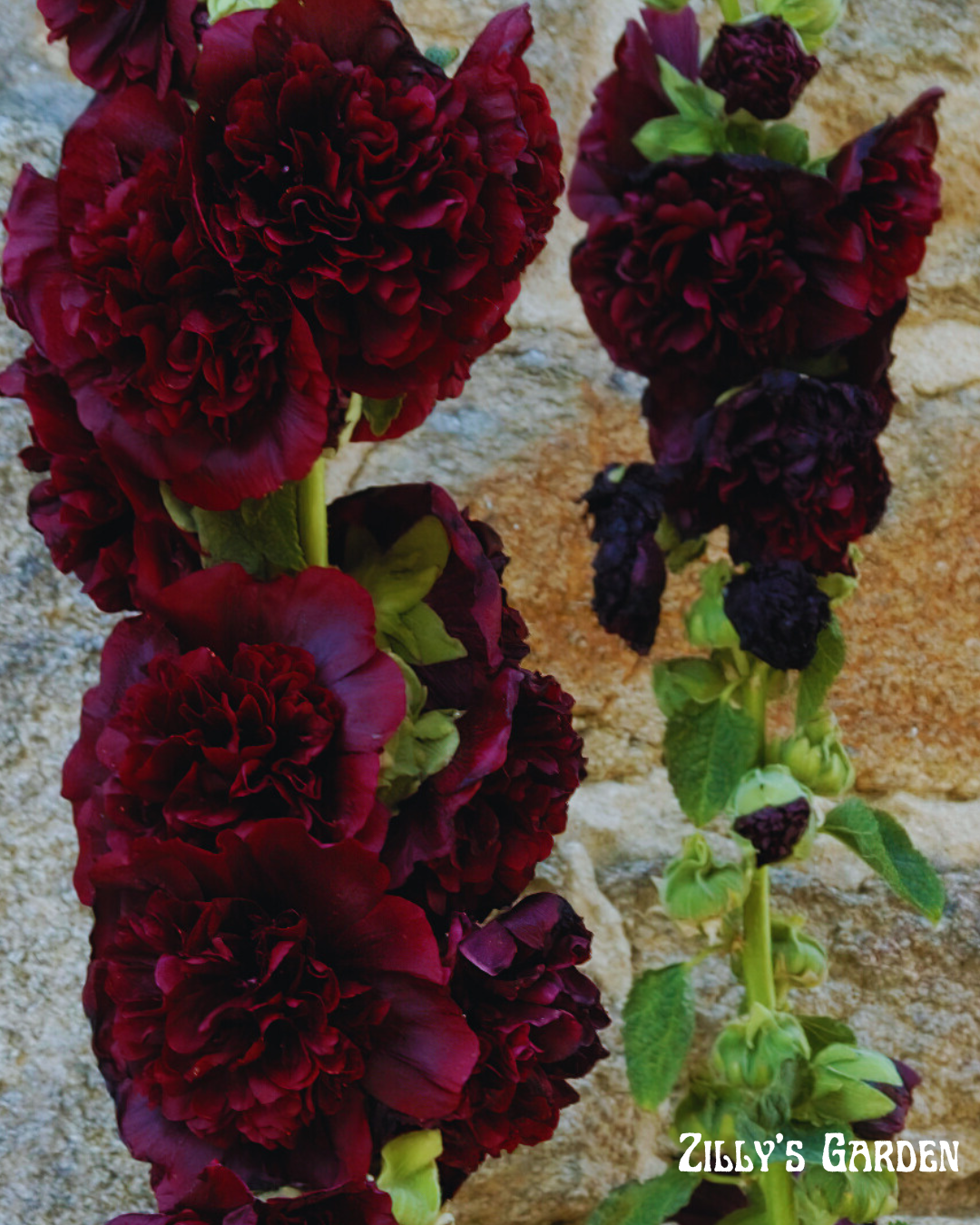 Charters Double Maroon Hollyhock Seeds