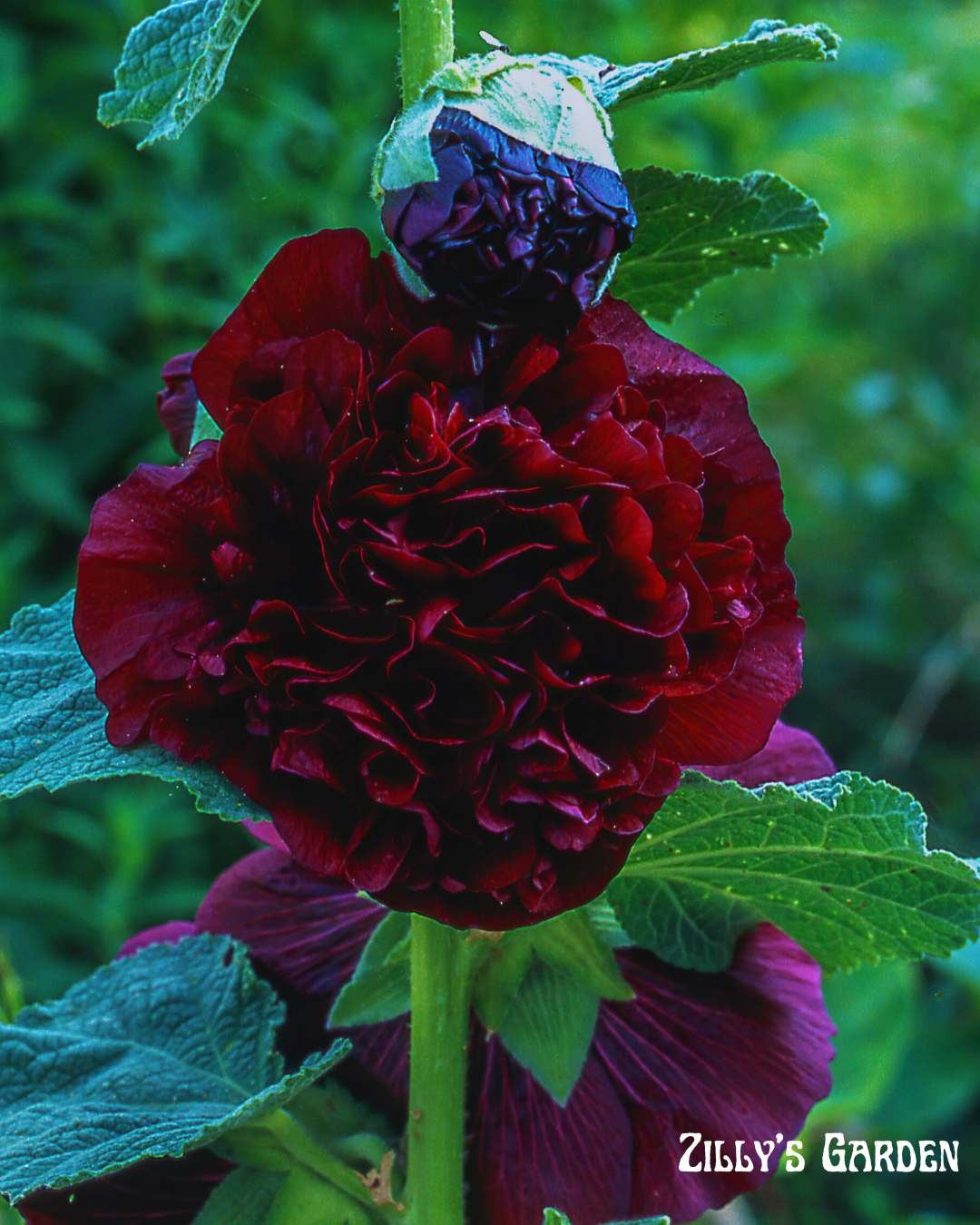 Charters Double Maroon Hollyhock Seeds