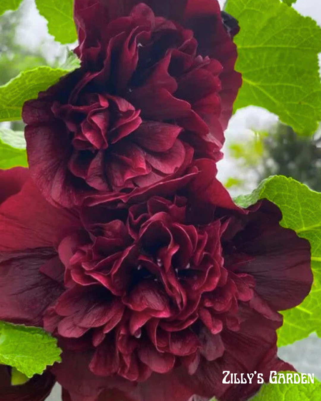 Charters Double Maroon Hollyhock Seeds