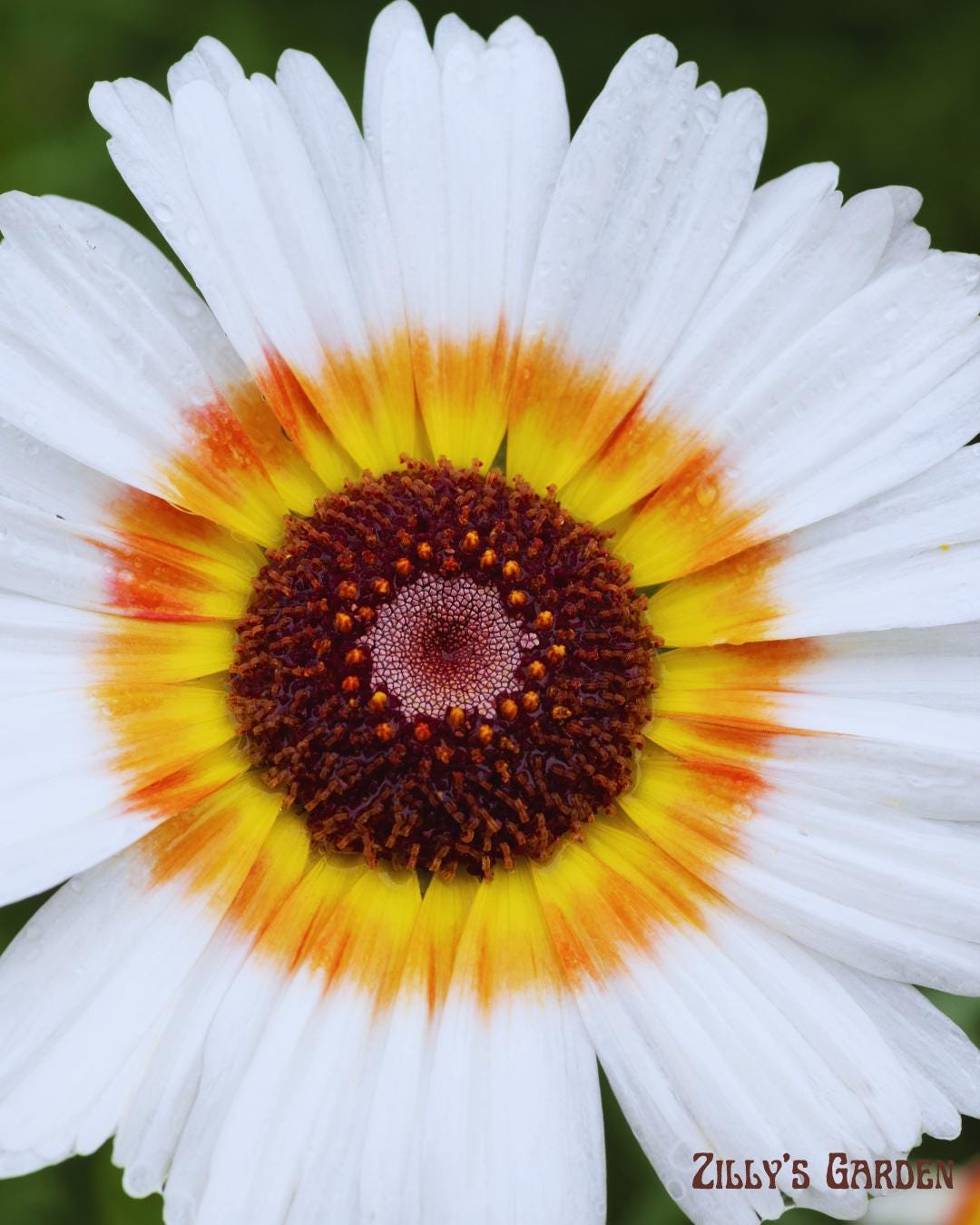 Painted Daisy Seeds