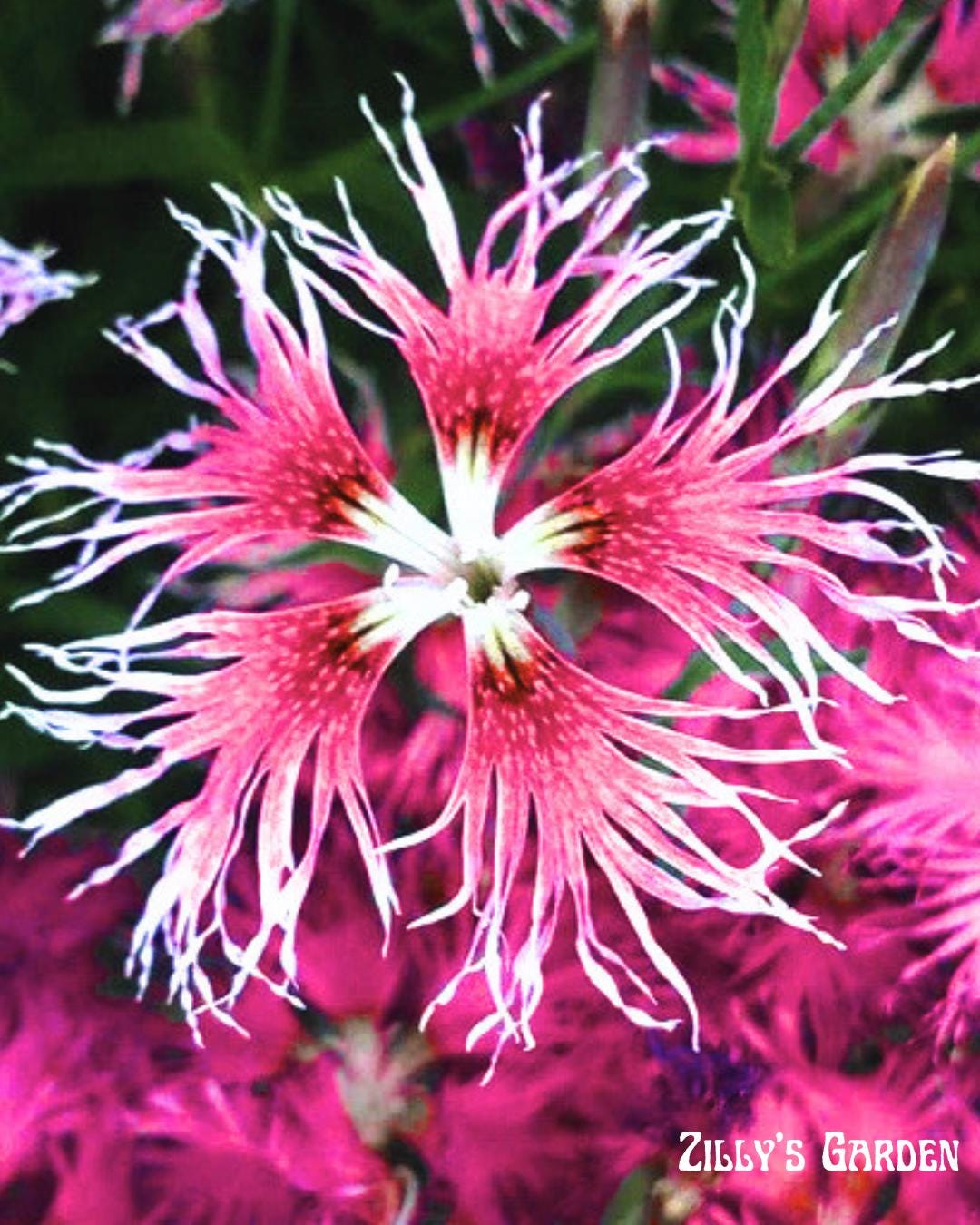 Rainbow Loveliness Dianthus Seeds