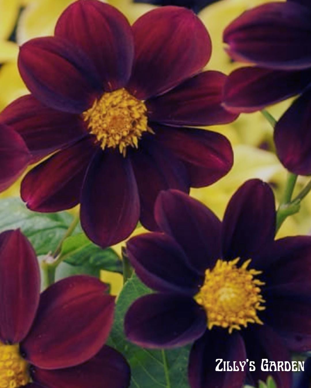 Black Beauty Dahlia Seeds
