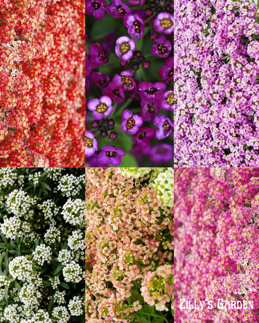 Aphrodite Alyssum Seeds