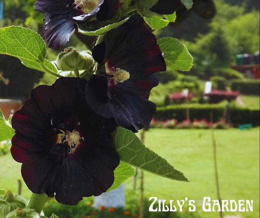 Black Hollyhock Seeds "Nigra"