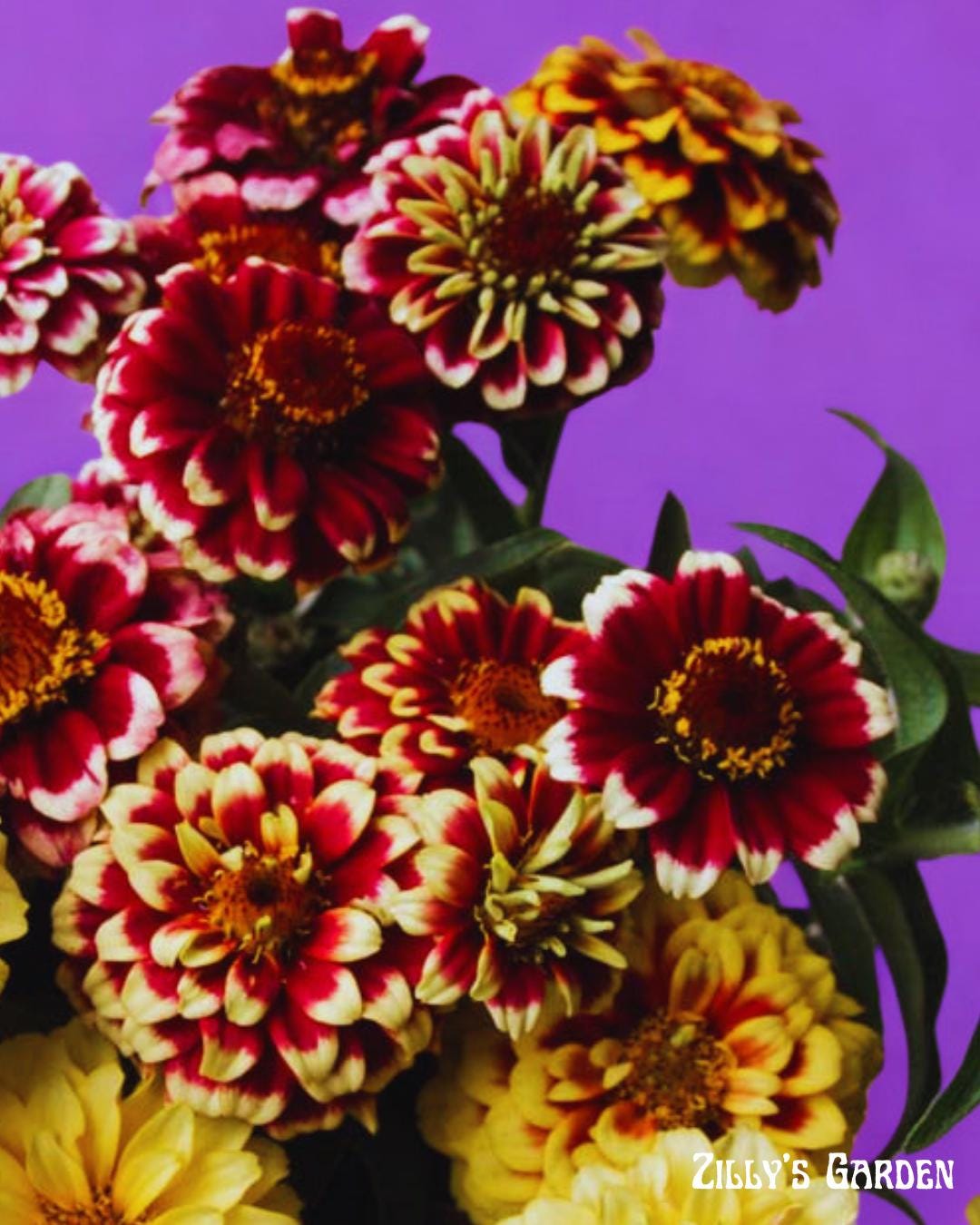 Persian Carpet Zinnia Seeds