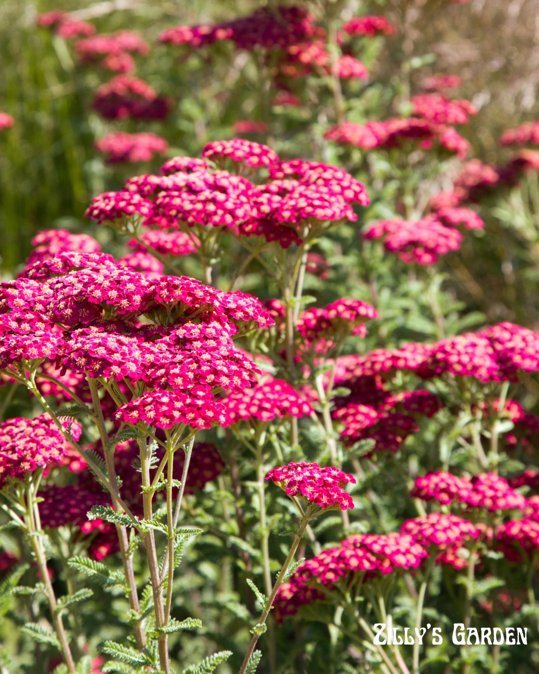 Ruby Yarrow Seeds