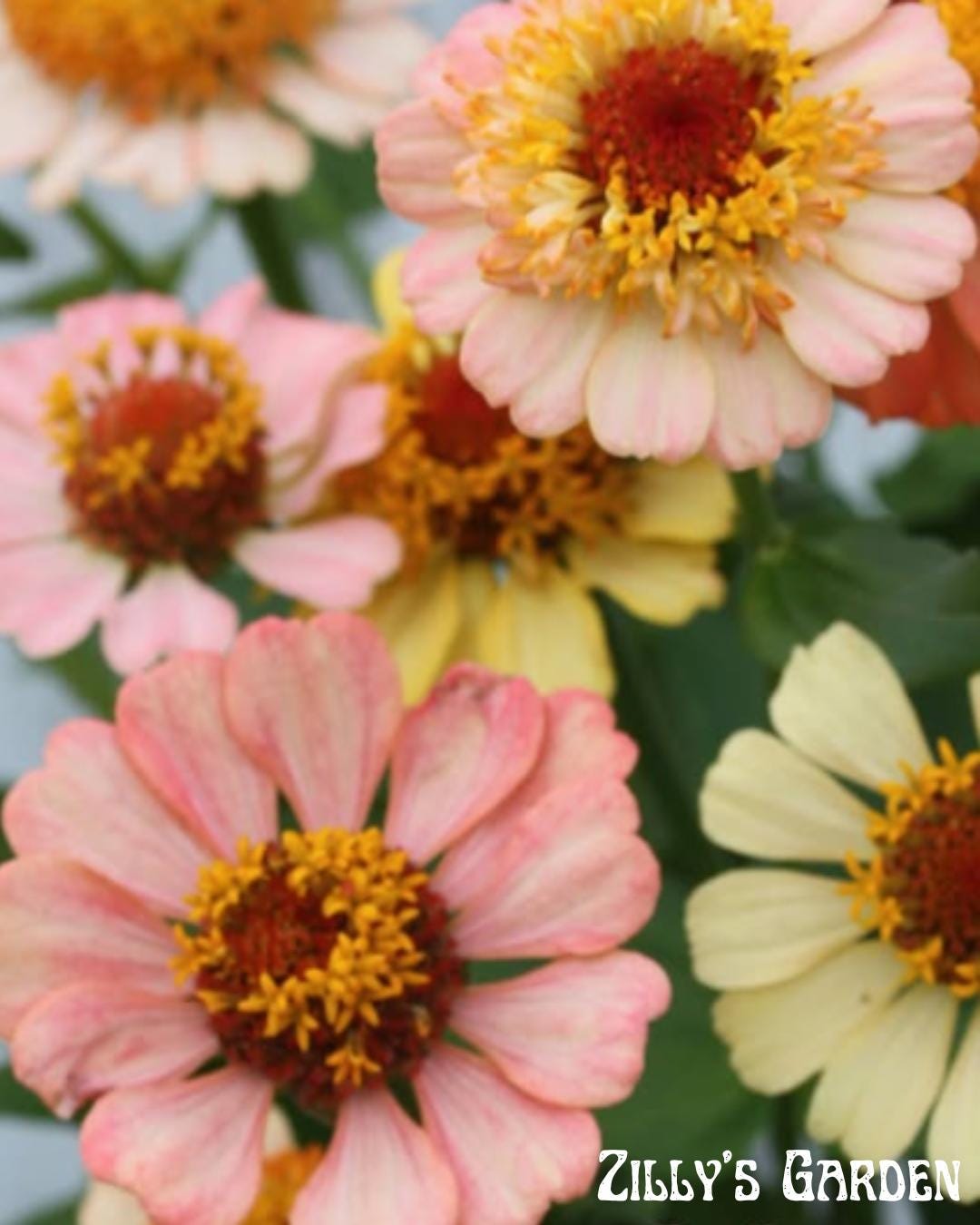 Zinderella Peach Zinnia Seeds
