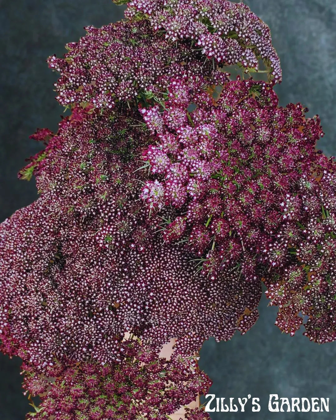 Chocolate Ammi Seeds