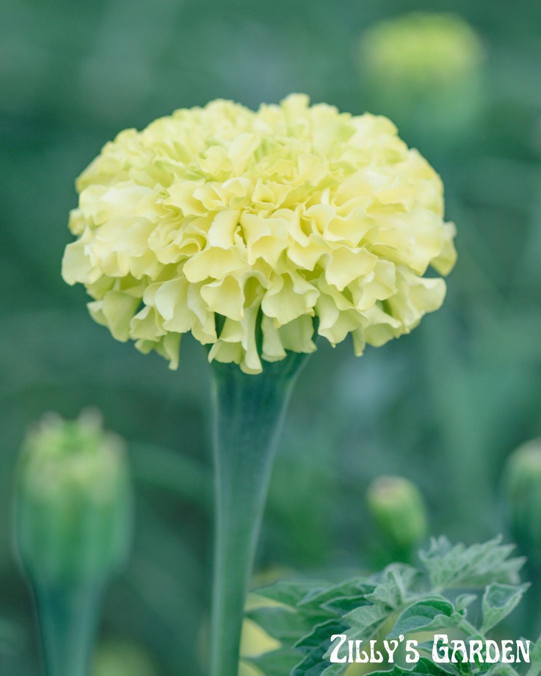 Snowstorm Marigold Seeds
