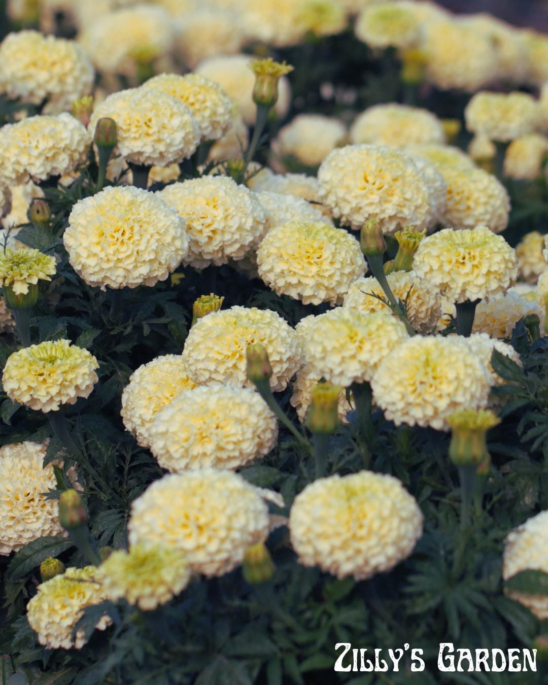 Snowstorm Marigold Seeds