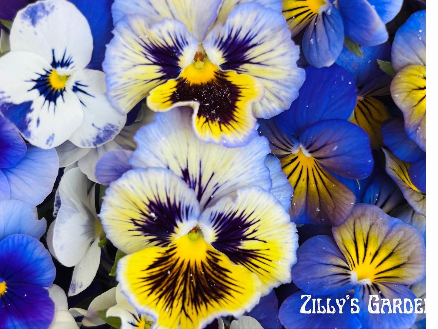 Frizzle Sizzle Yellow Blue Swirl Pansy Seeds