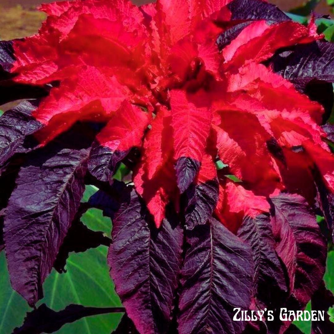 150+ Amaranth 'Molten Fire' Seeds