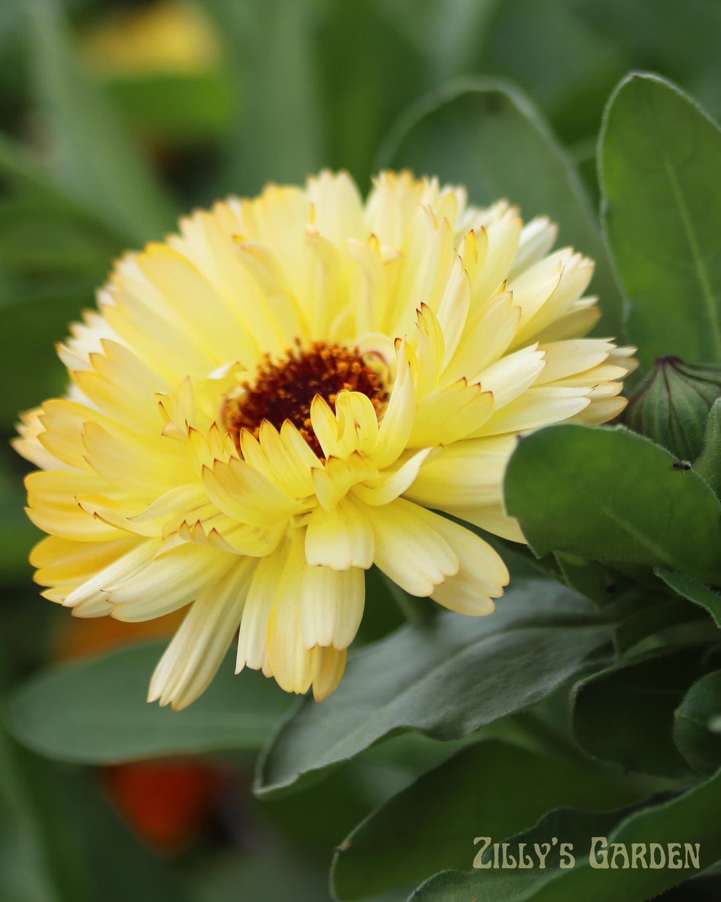 Snow Princess Calendula Seeds