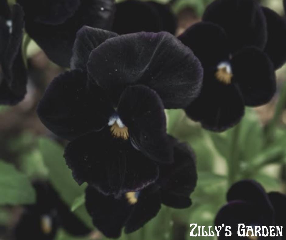 Atlas Black Pansy Seeds