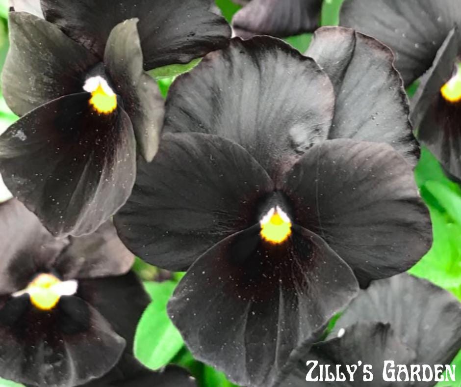Atlas Black Pansy Seeds