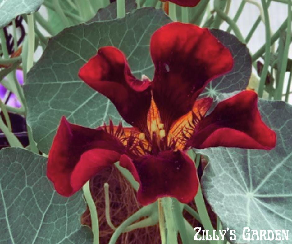 Black Velvet Nasturtium